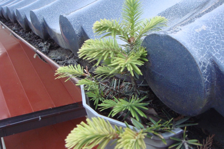 もしかしたら雨樋の中にゴミが溜まっているかも！？雨樋清掃の必要性